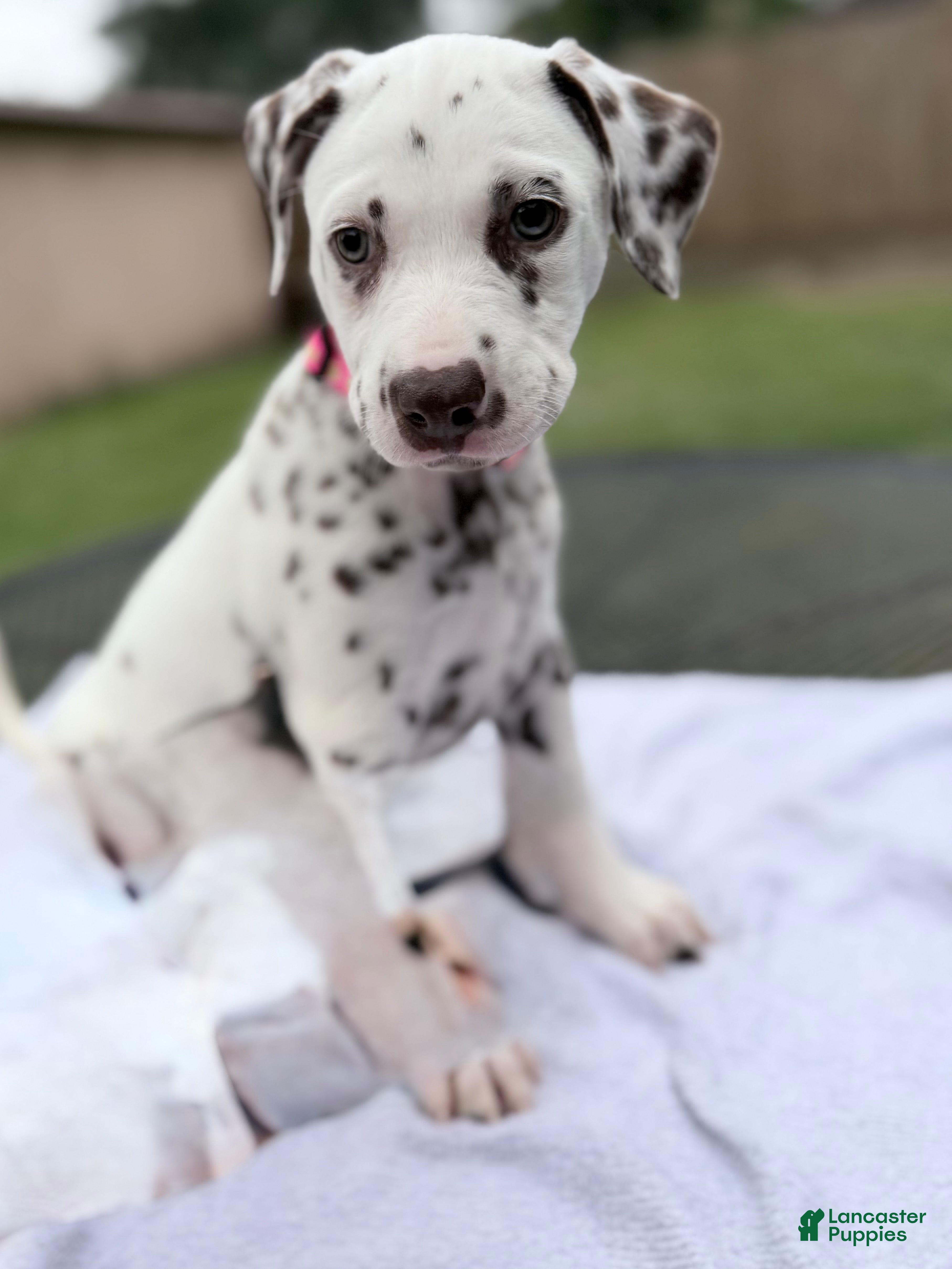 Dalmatian dogs Hazel - Ad 4