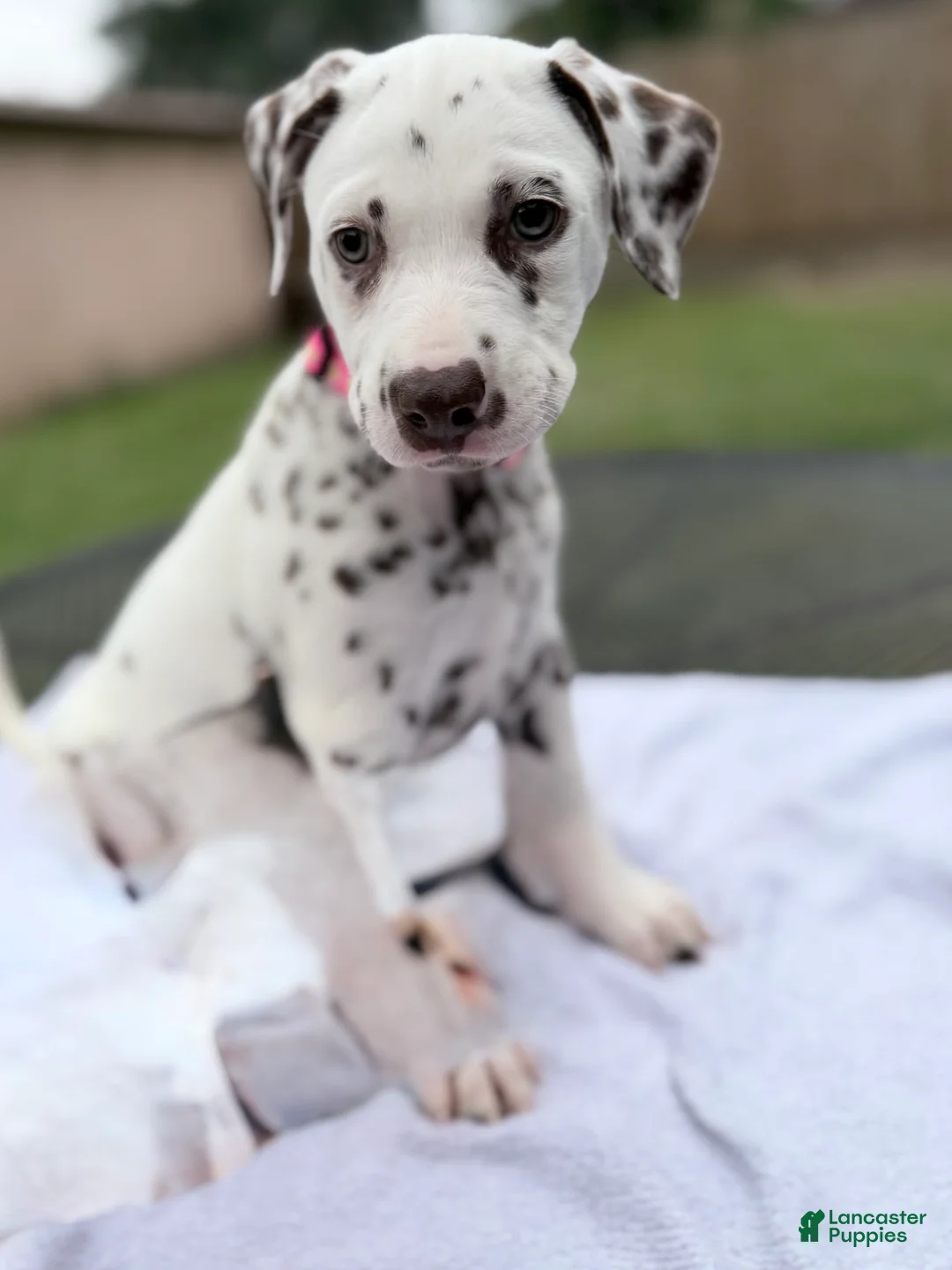 Dalmatian dogs for sale: Hazel - Ad 1