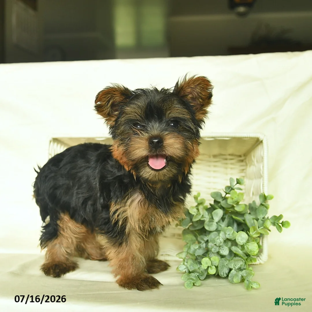 Yorkshire Terrier dogs for sale: Kaper  - Ad 4