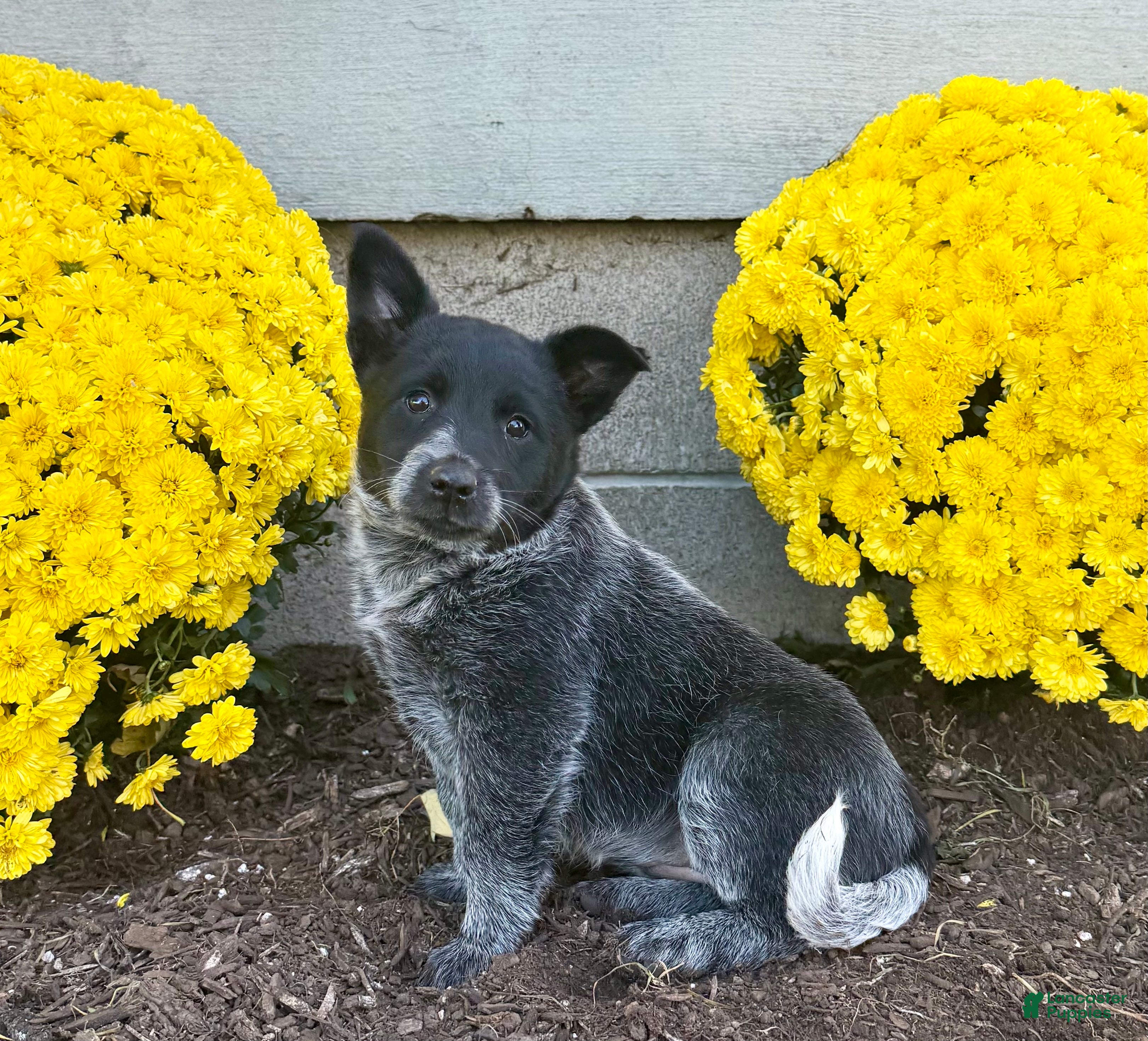 Australian Cattle Dog dogs for sale: Daisy  - Ad 1