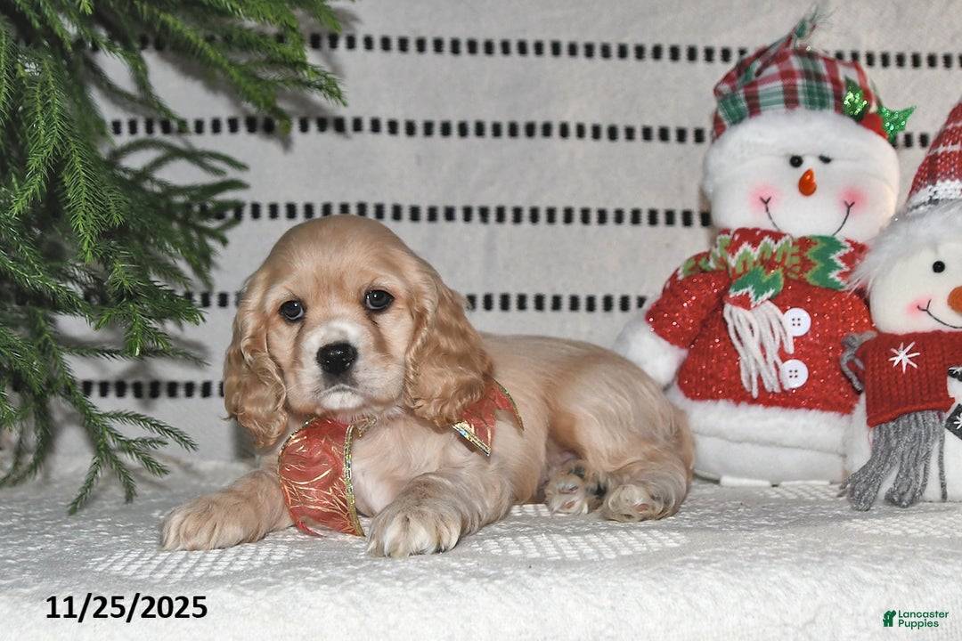 Cocker Spaniel dogs for sale: Dasher - Ad 7