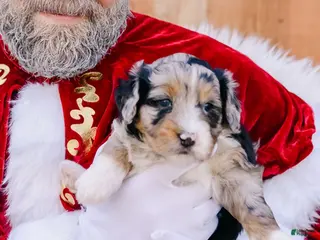 Mixed Breed dogs Hazel - Ad 34