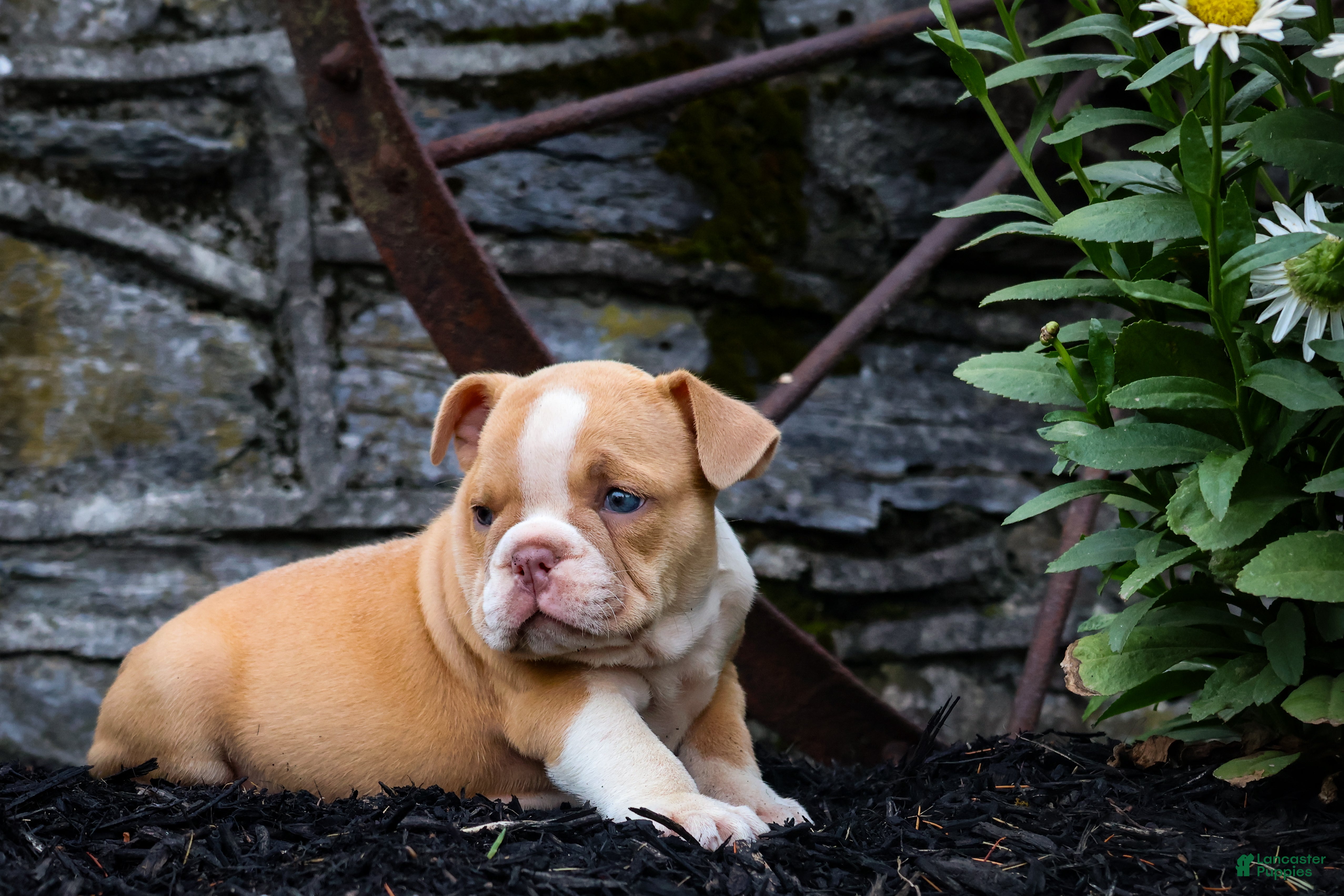 English Bulldog dogs Daisy - Ad 2
