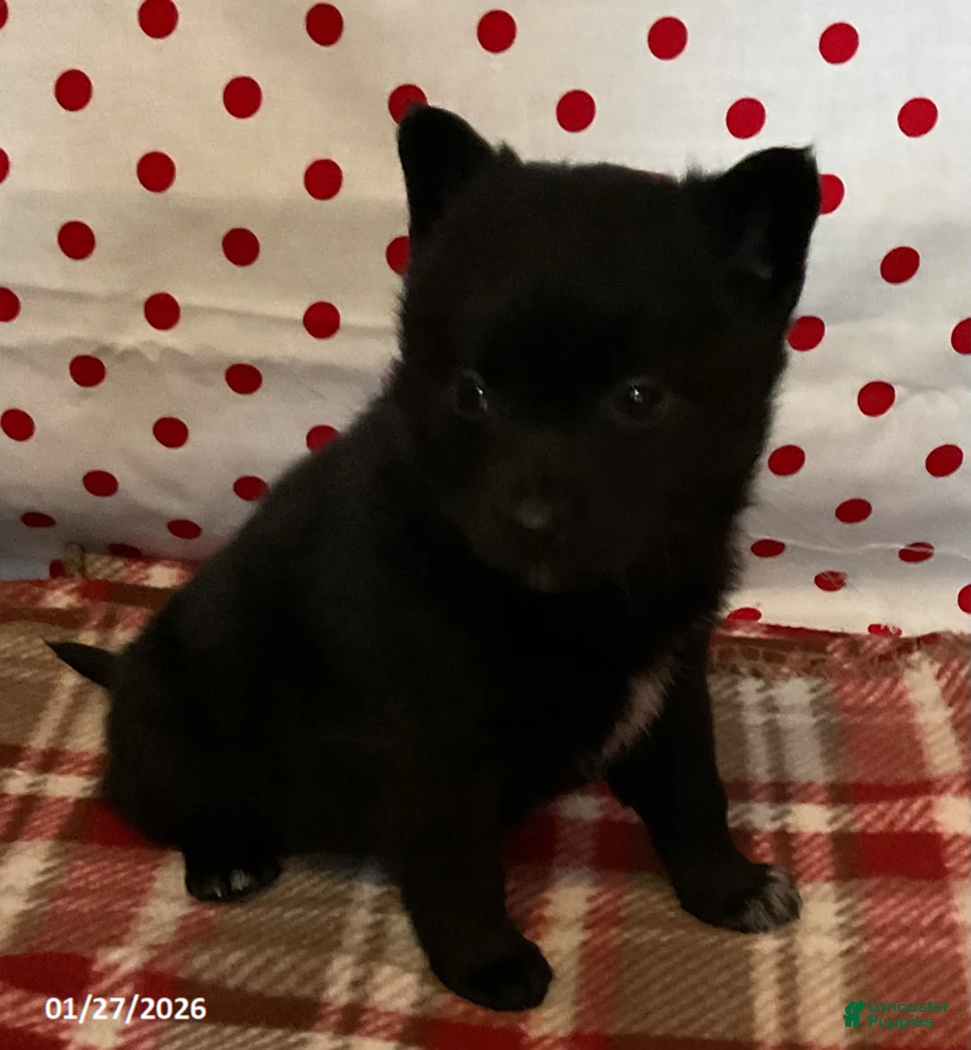 Pomsky dogs for sale: Molly - Ad 2