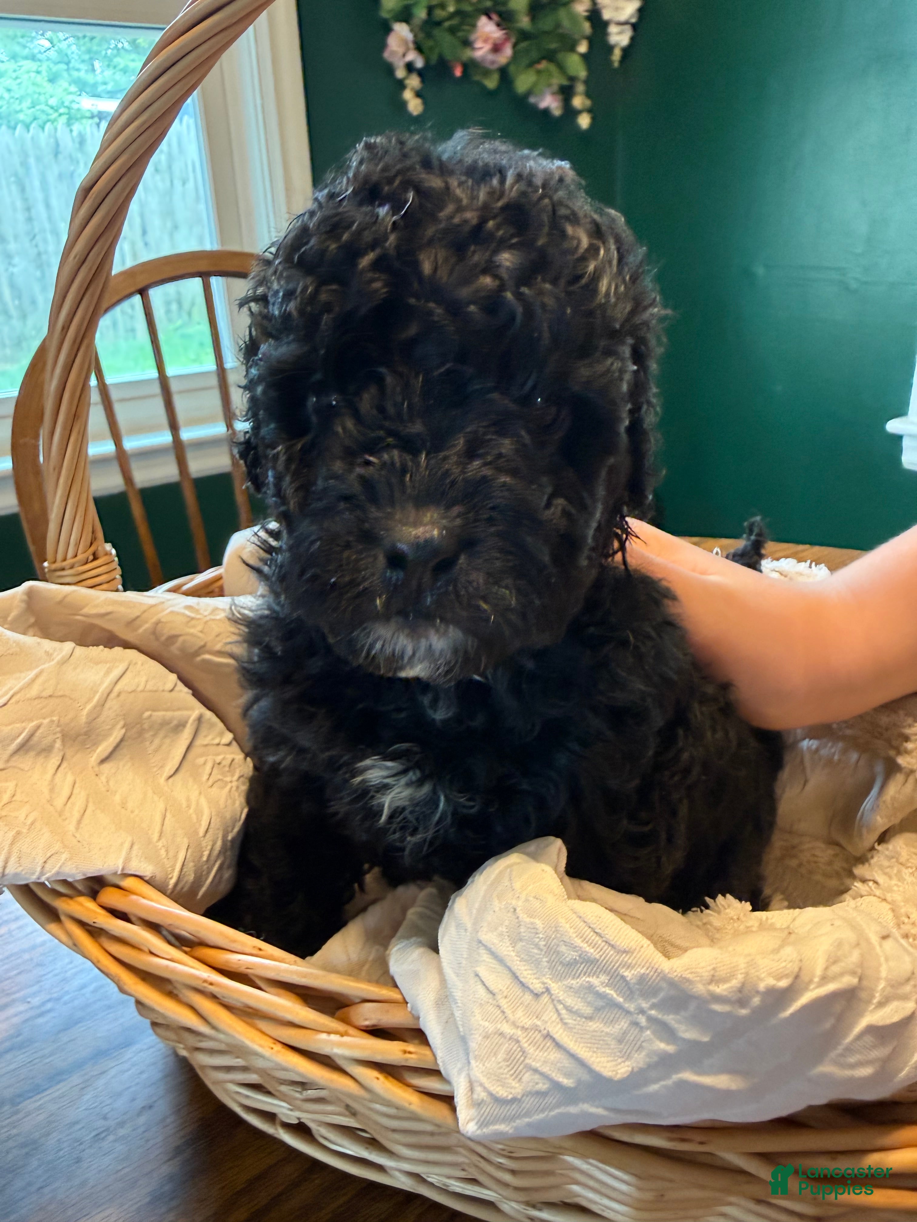 Mixed Breed dogs for sale: Mars - Ad 2
