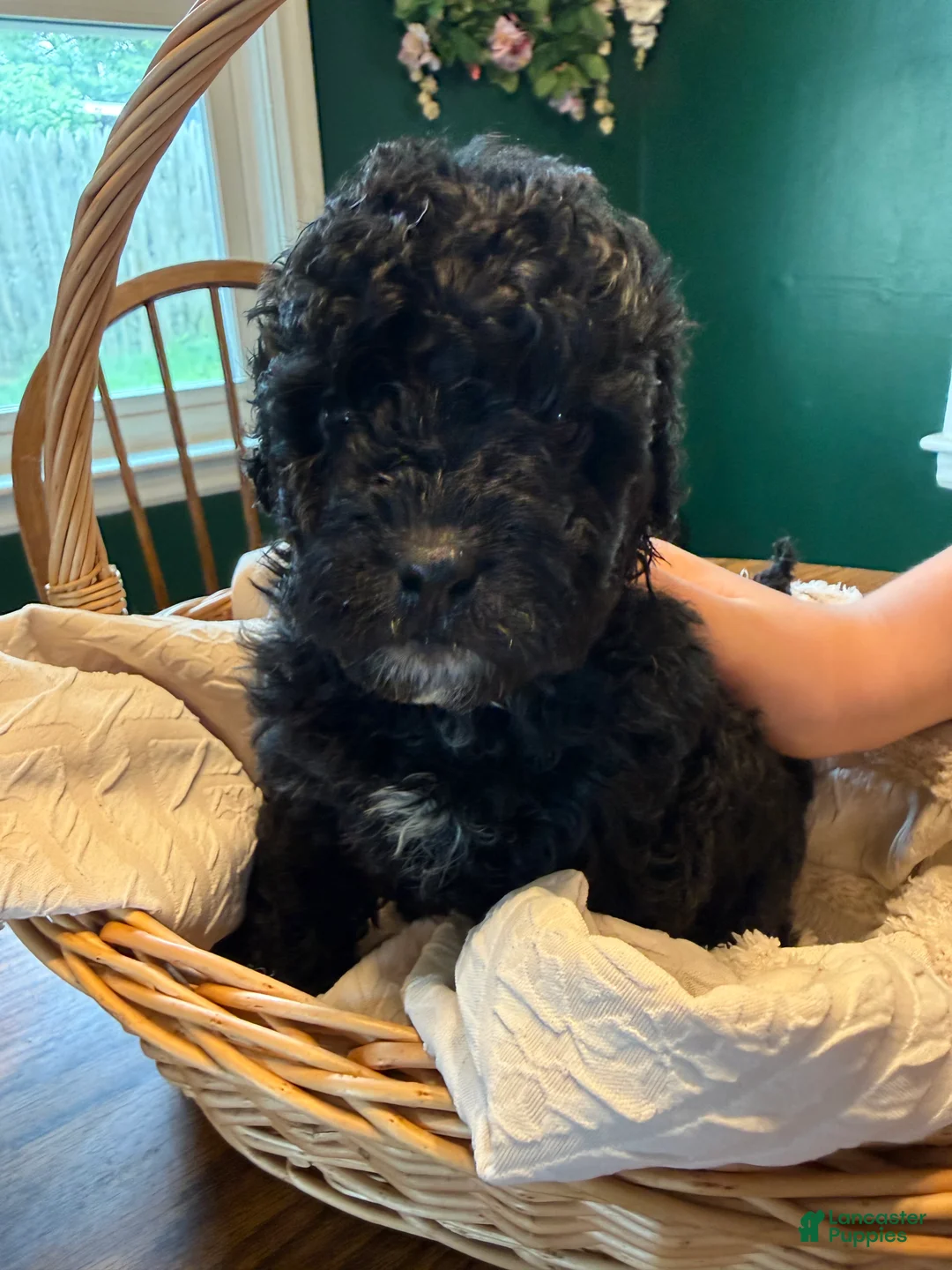 Mixed Breed dogs for sale: Mars - Ad 1