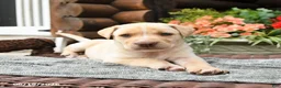 Boxador dogs for sale: Beauty  - Ad 1