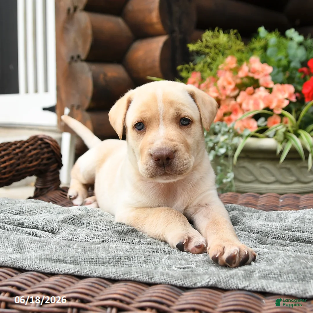 Boxador dogs for sale: Beauty  - Ad 1