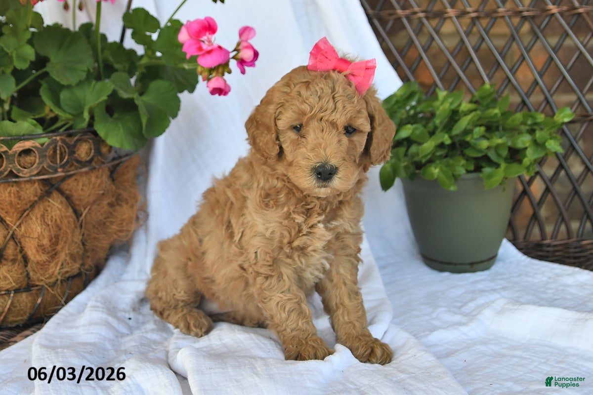 Mini Goldendoodle dogs for sale: Molly - Ad 5