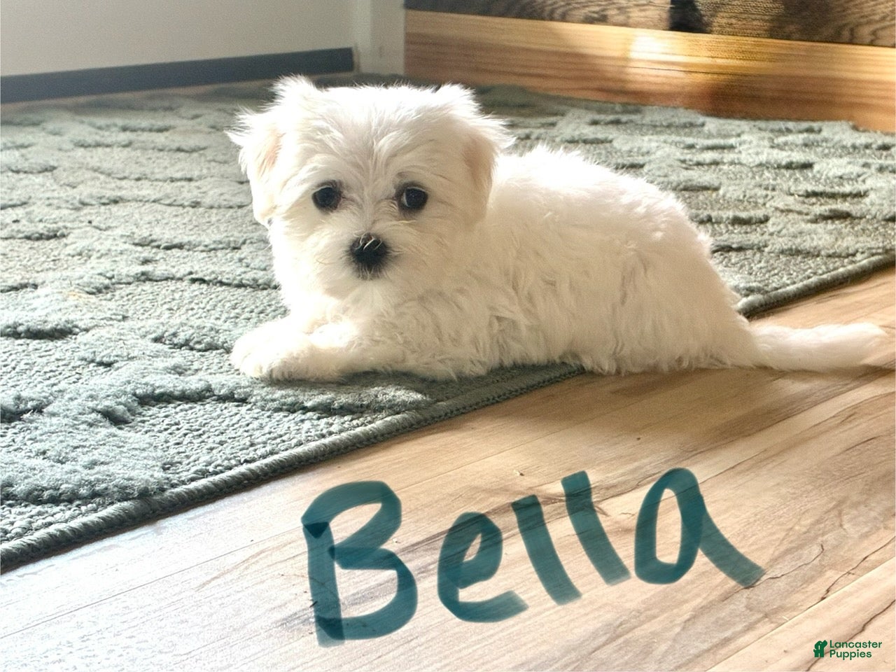 Maltese dogs Bella - Ad 2