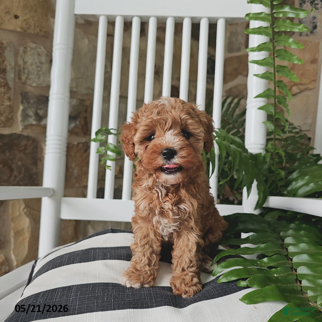 Cavapoo dogs for sale: Leo - Ad 2