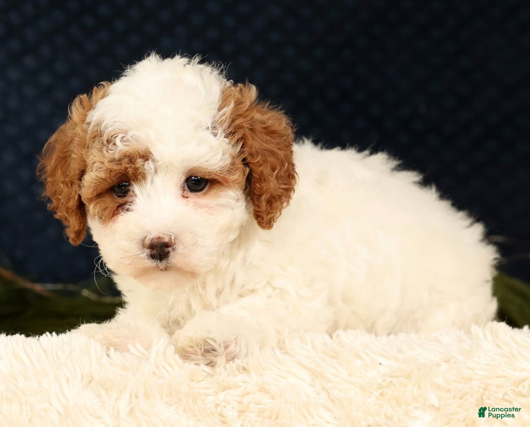 Cavapoo dogs for sale: Vicky - Ad 9