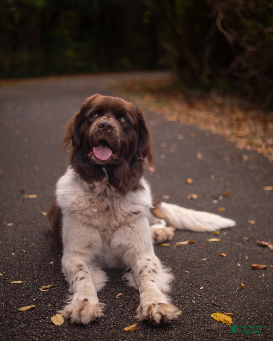 Full Grown Female Newfoundland Dog Labrador Newfoundland Dog Huge