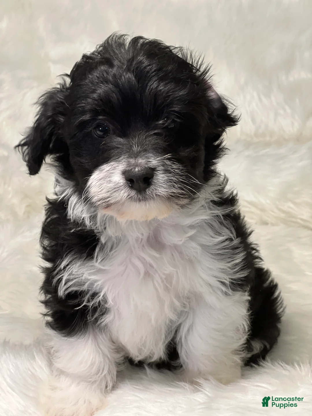 Havanese dogs for sale: Domino - Ad 8