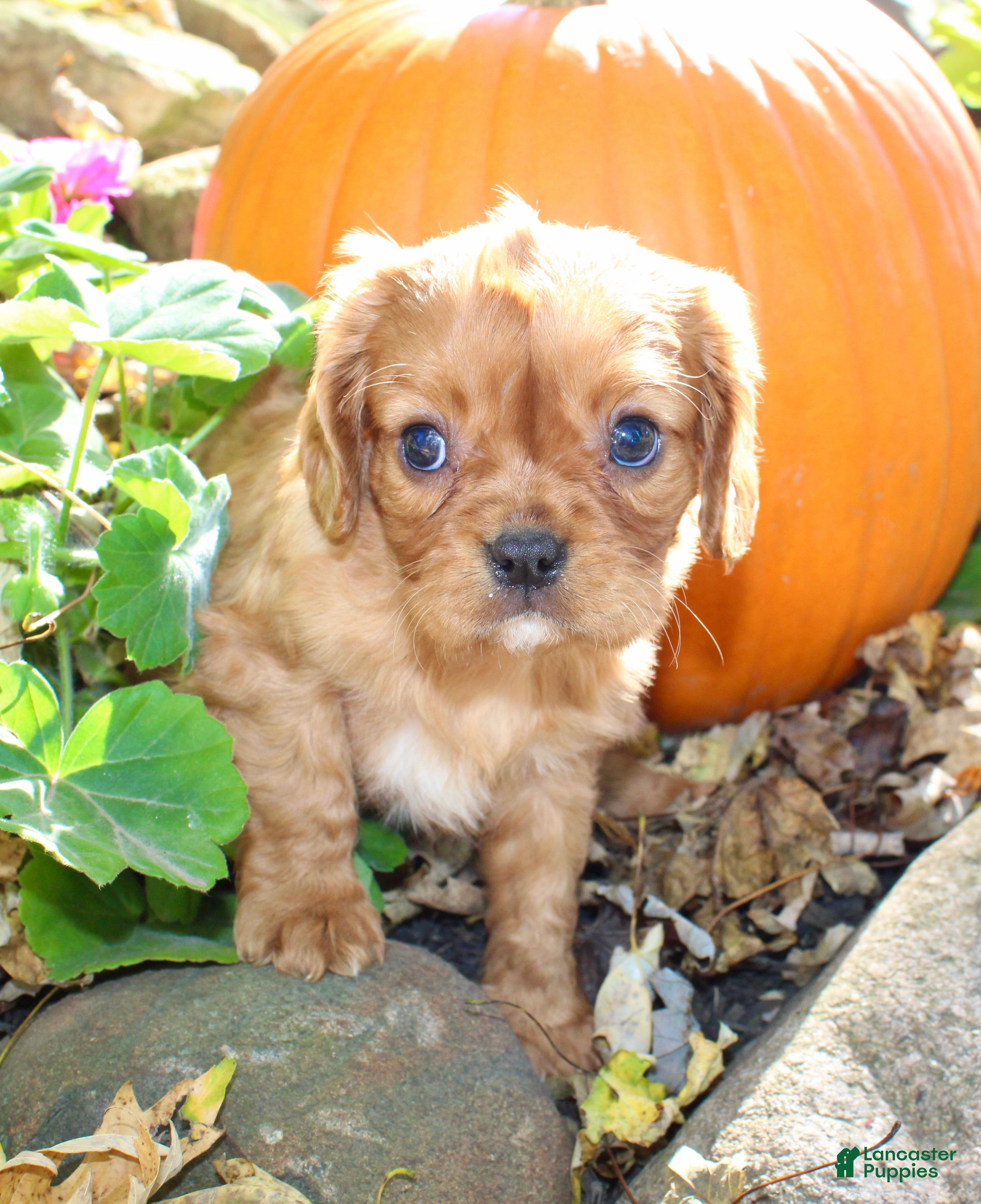 Cavalier King Charles Spaniel dogs Dexter Male AKC Cavalier - Ad 2
