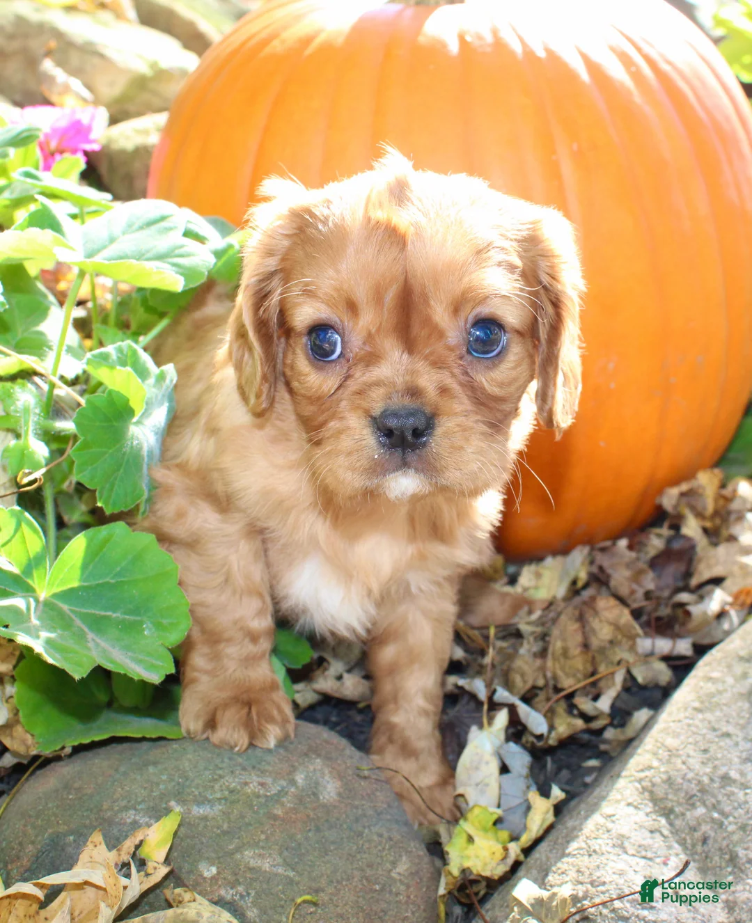 Cavalier King Charles Spaniel dogs for sale: Dexter Male AKC Cavalier - Ad 2