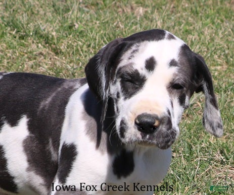 Great Dane dogs Harley - Ad 1