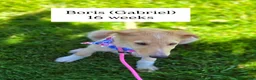 Borzoi dogs for sale: Victor - Ad 13