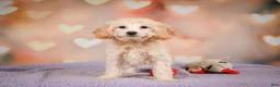Cavapoo dogs for sale: Parker - Ad 8