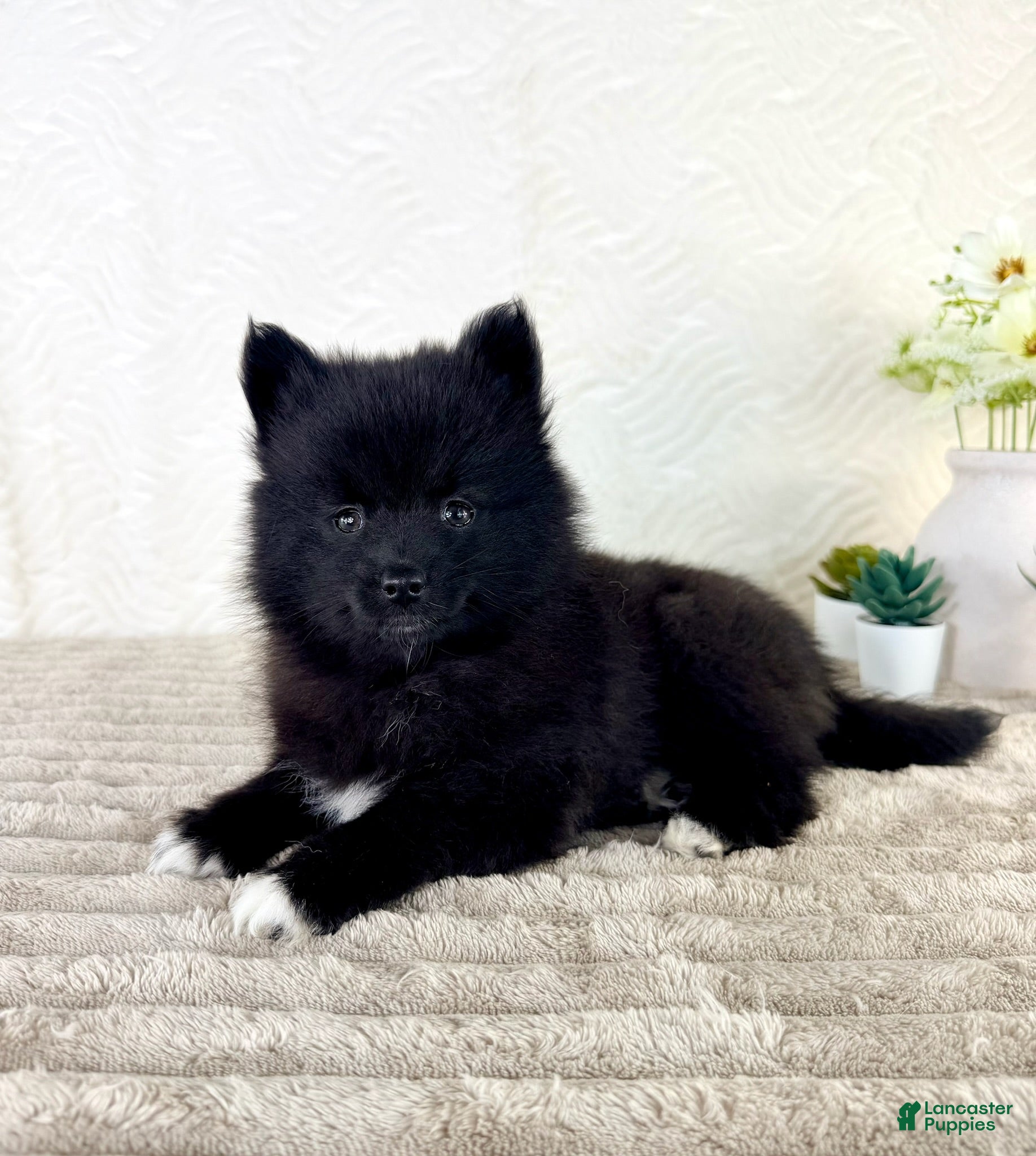 Pomsky dogs Pepper - Ad 38