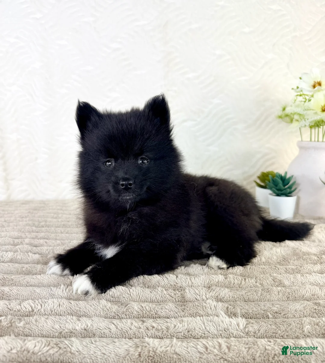 Pomsky dogs for sale: Pepper - Ad 1