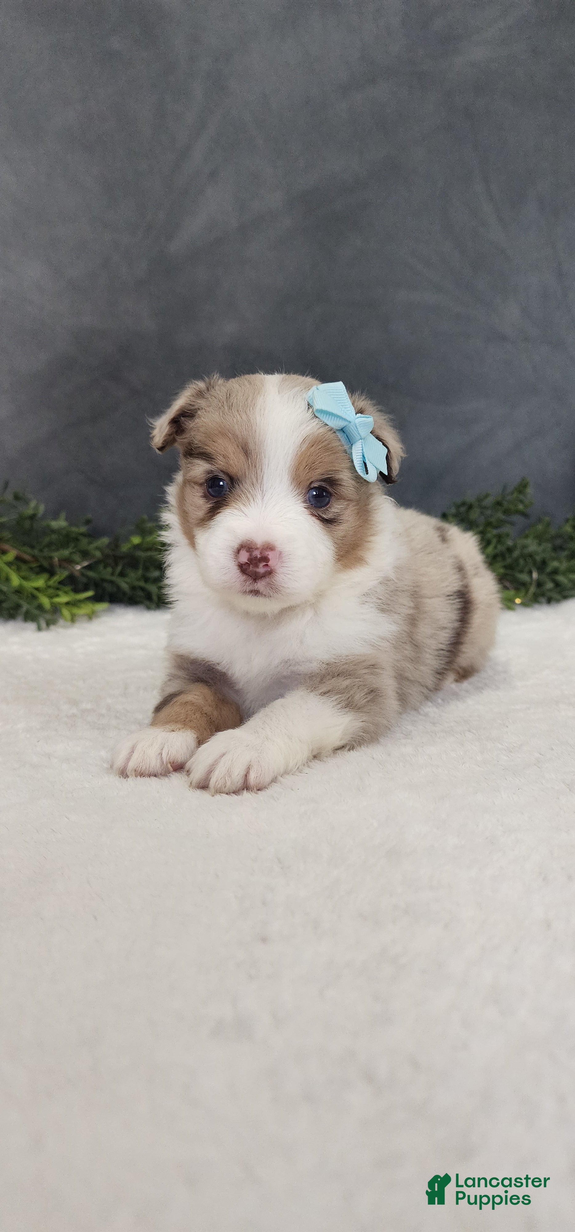 Miniature Australian Shepherd dogs Charlie  - Ad 1