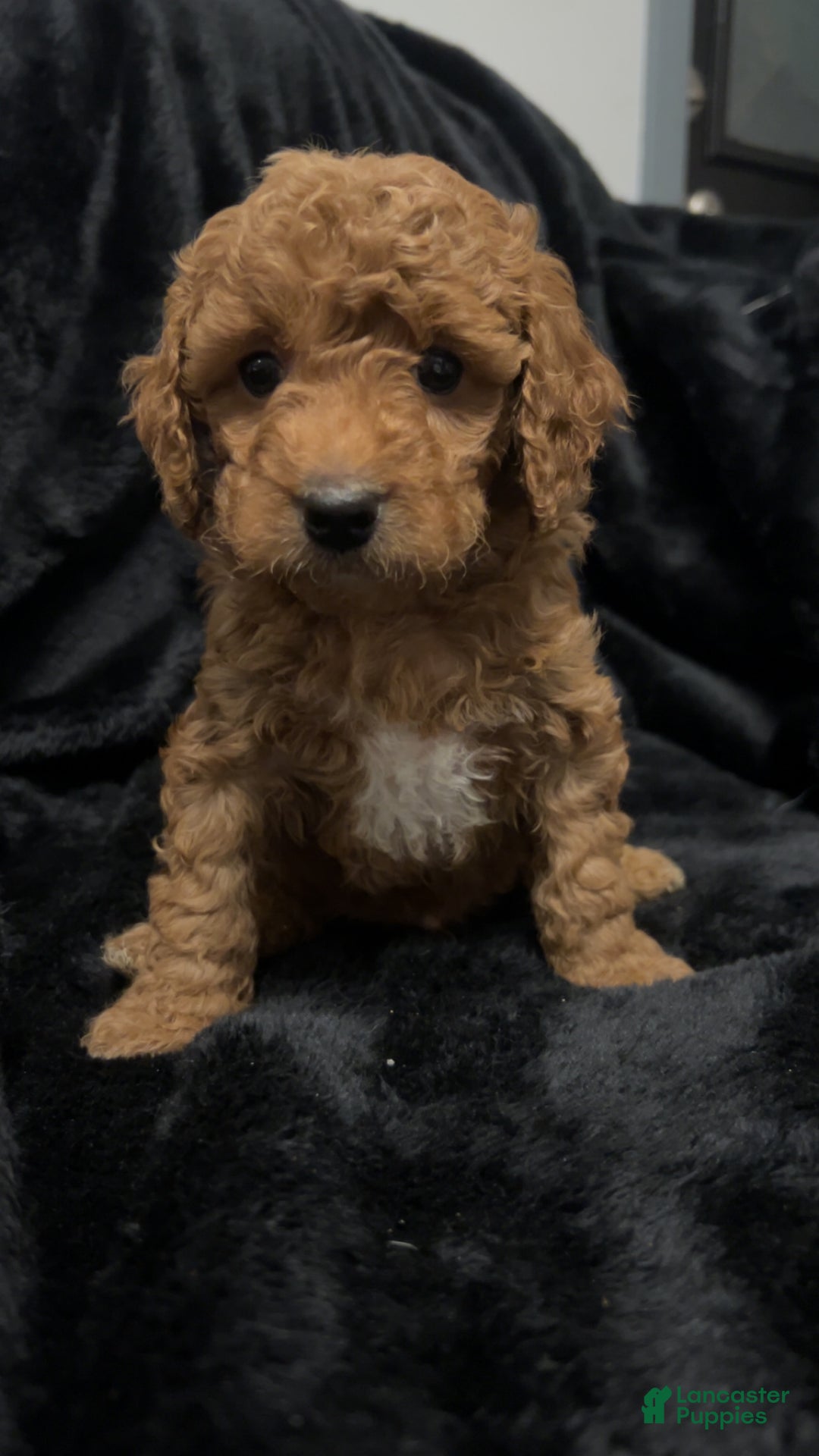 Mini Goldendoodle dogs for sale: Mr Waffles - Ad 4