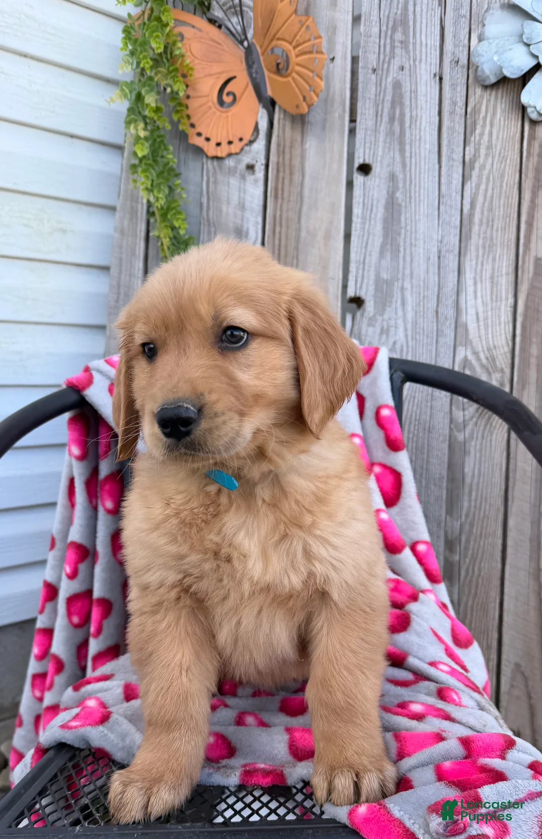 Golden Retriever dogs for sale: Austin - Ad 4