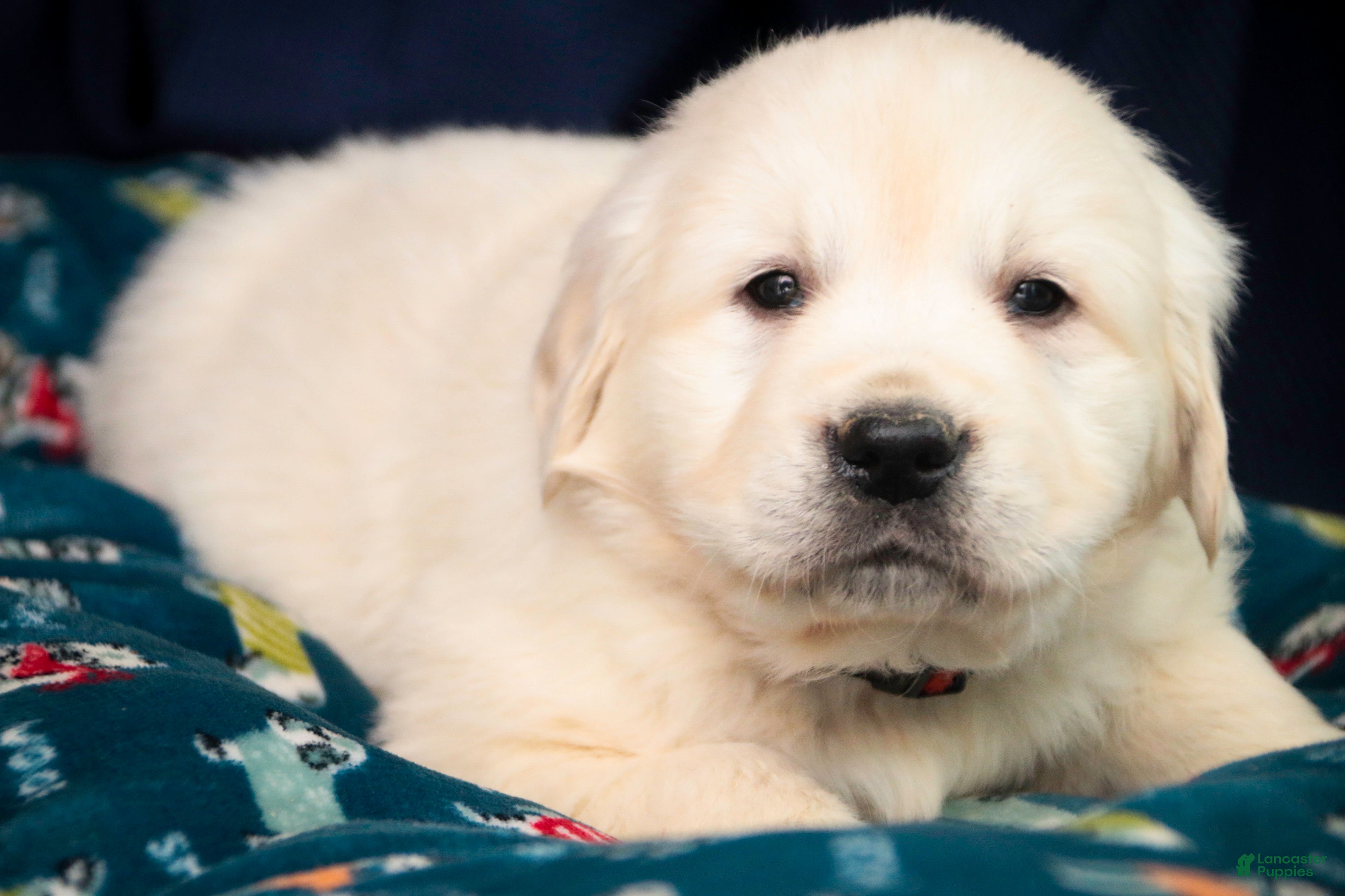 Golden Retriever dogs Remington - Ad 34