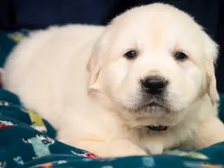 Golden Retriever dogs Remington - Ad 34