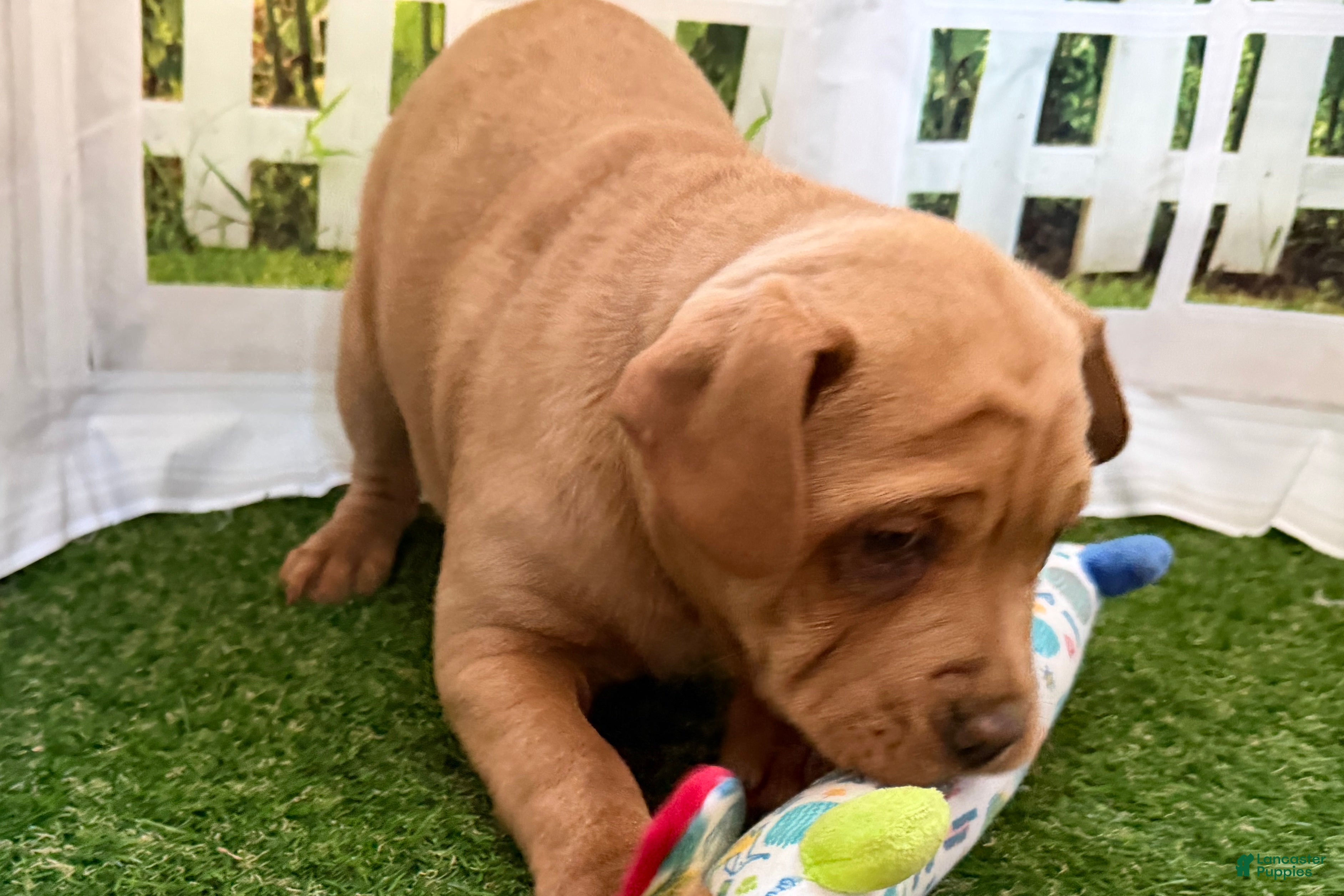 Mixed Breed dogs Mixed Breed Puppy 3 - Ad 2