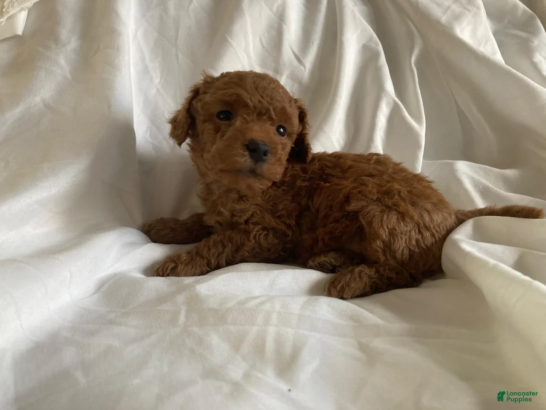 Miniature Poodle dogs for sale: Blaze - Ad 2