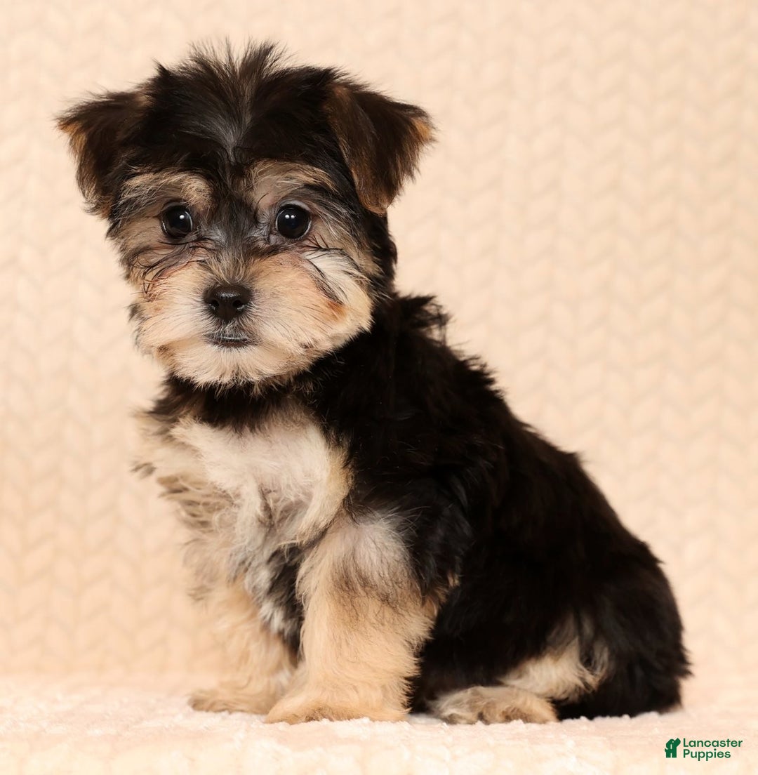 Yochon dogs for sale: Darla - Ad 5