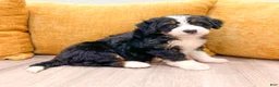 Mini Bernedoodle dogs for sale: Jewel - Ad 3