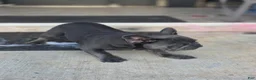 French Bulldog dogs for sale: Blue - Ad 4