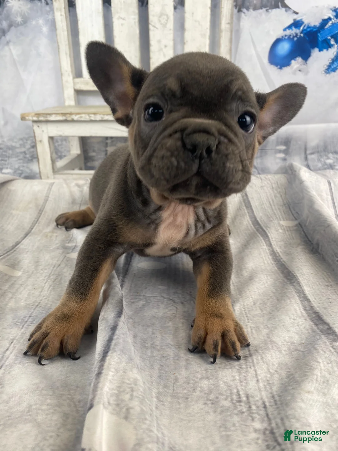 French Bulldog dogs for sale: Hunter - Ad 20