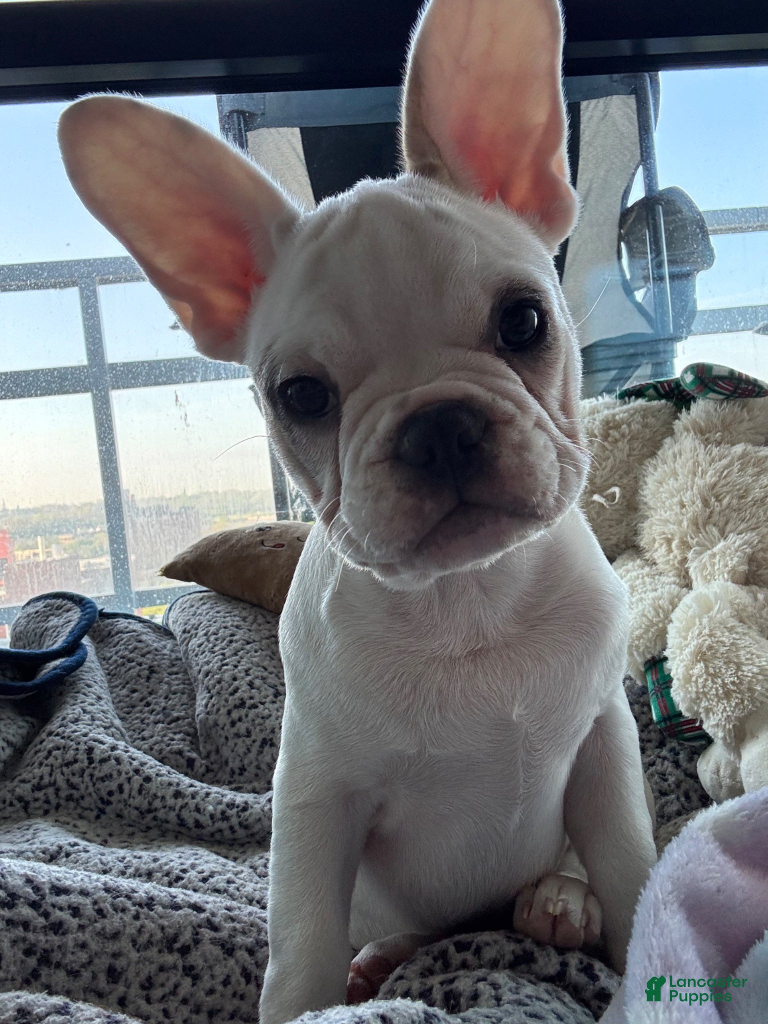 French Bulldog dogs Frenchie - Ad 1
