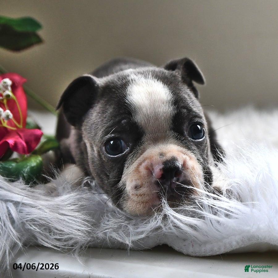 Boston Terrier dogs Pepper - Ad 2