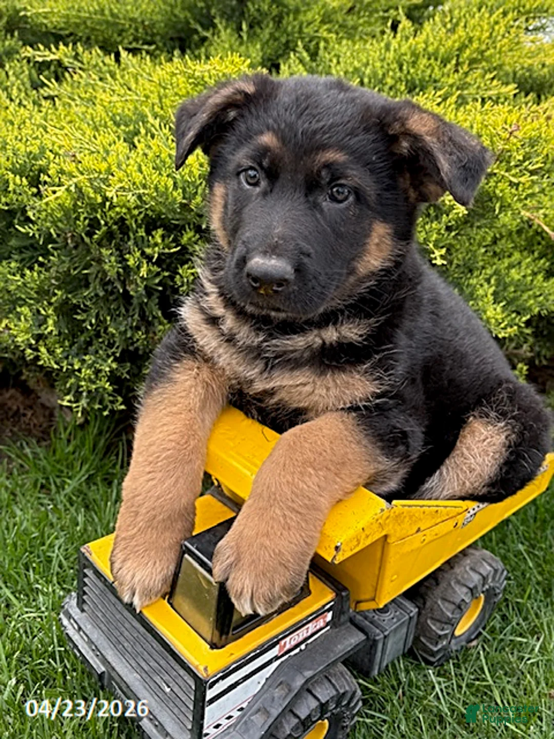 German Shepherd dogs for sale: Sully - Ad 2