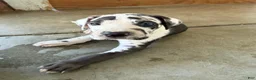 Great Dane dogs for sale: Mangas - Ad 2