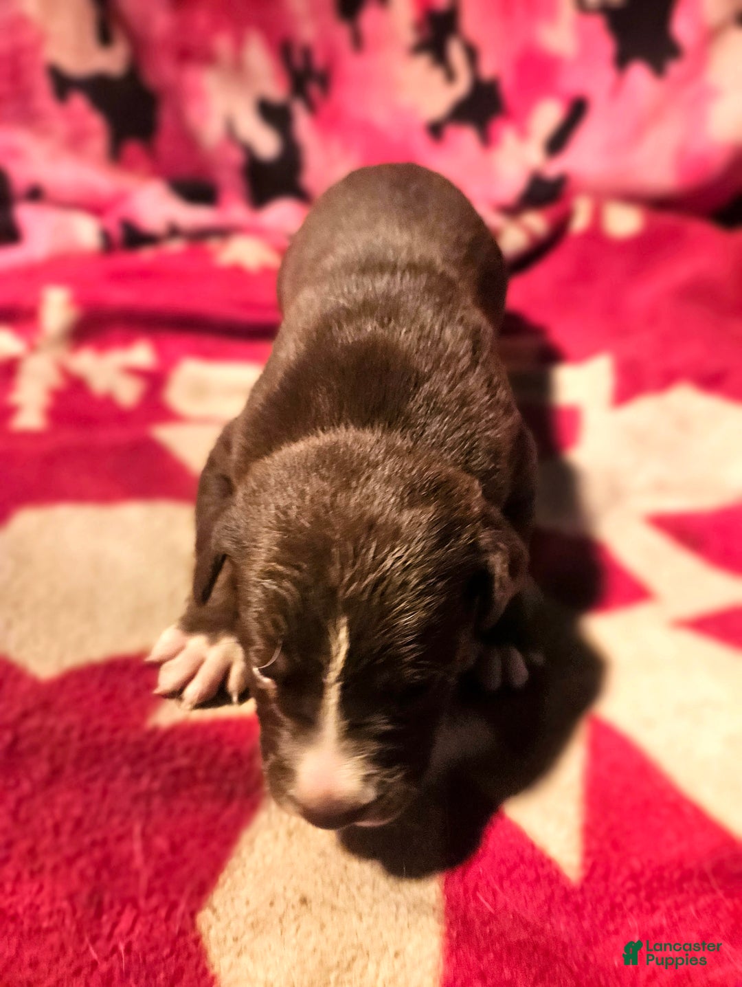 Border Collie dogs for sale: Dori - Ad 5