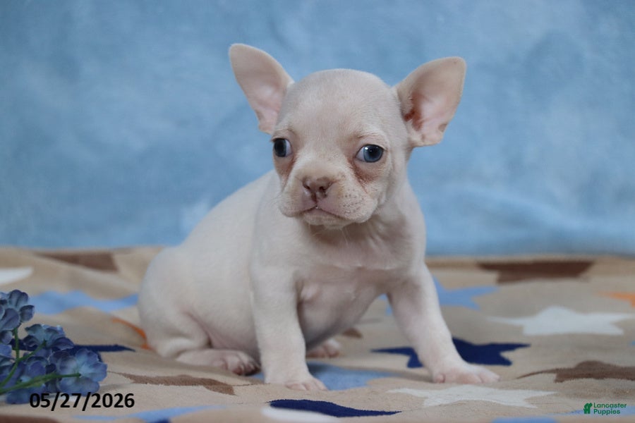 Frenchton dogs Snow White - Ad 1