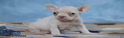 Frenchton dogs for sale: Snow White - Ad 1