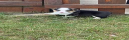 Welsh Corgi Pembroke dogs for sale: Welsh Corgi Pembroke 1 - Ad 3