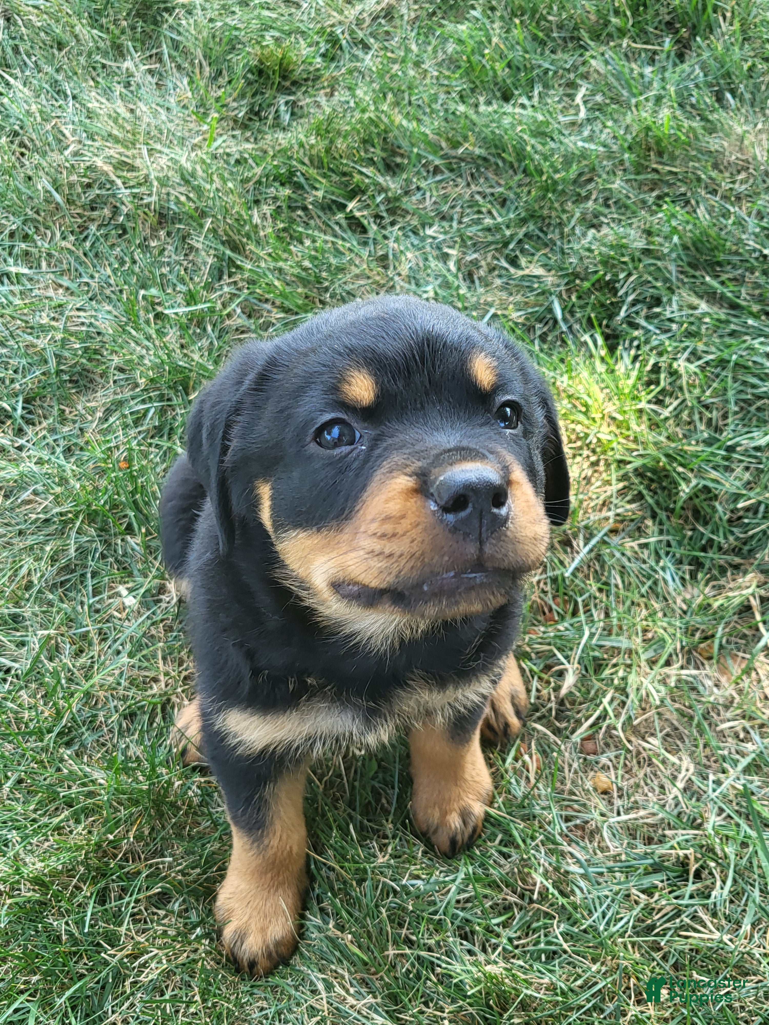 Rottweiler dogs Willie - Ad 2
