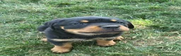 Rottweiler dogs for sale: Willie - Ad 2