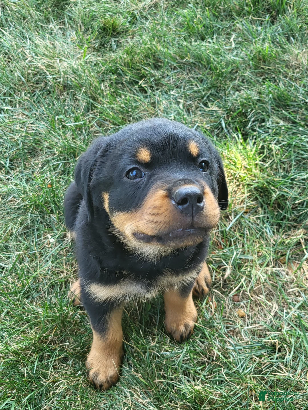 Rottweiler dogs for sale: Willie - Ad 2