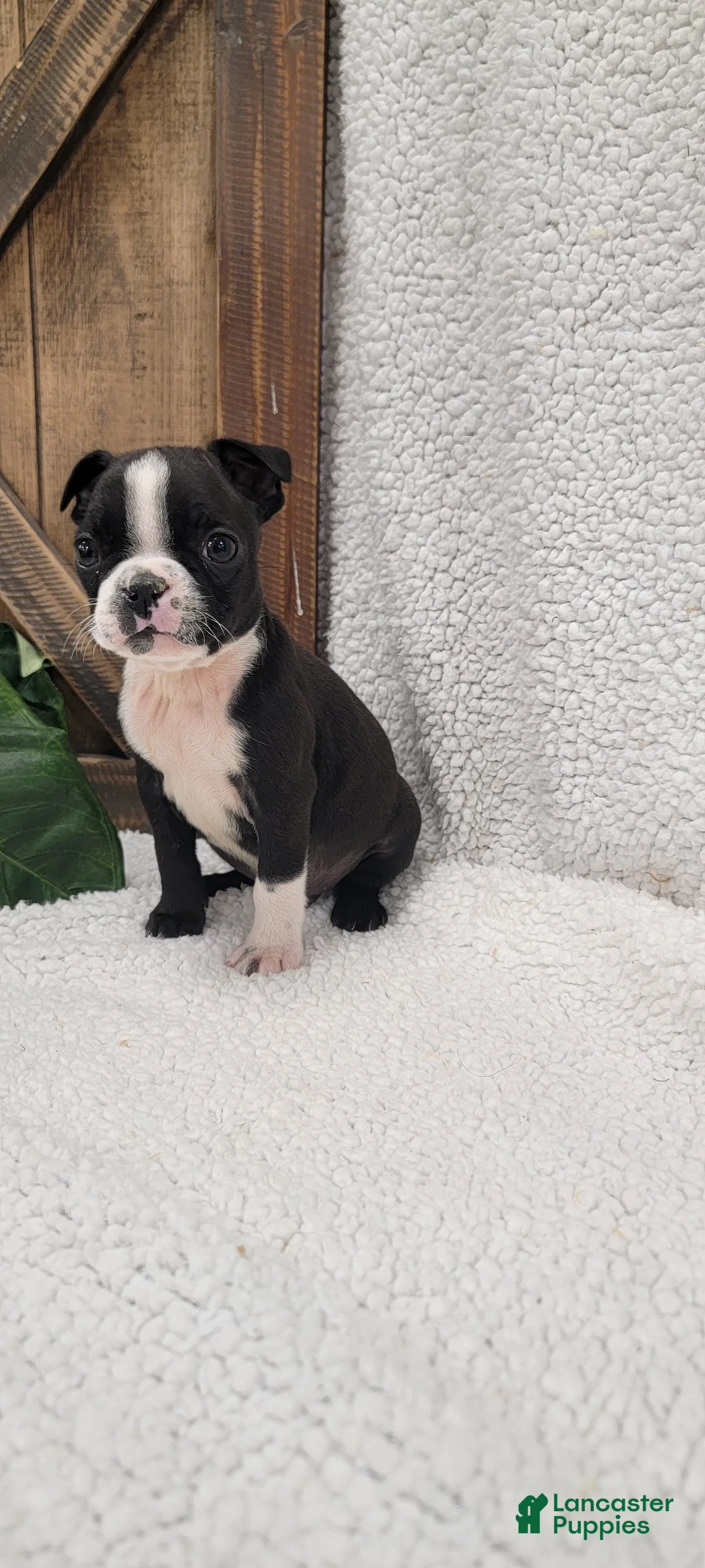 Boston Terrier dogs for sale: Benson - Ad 5