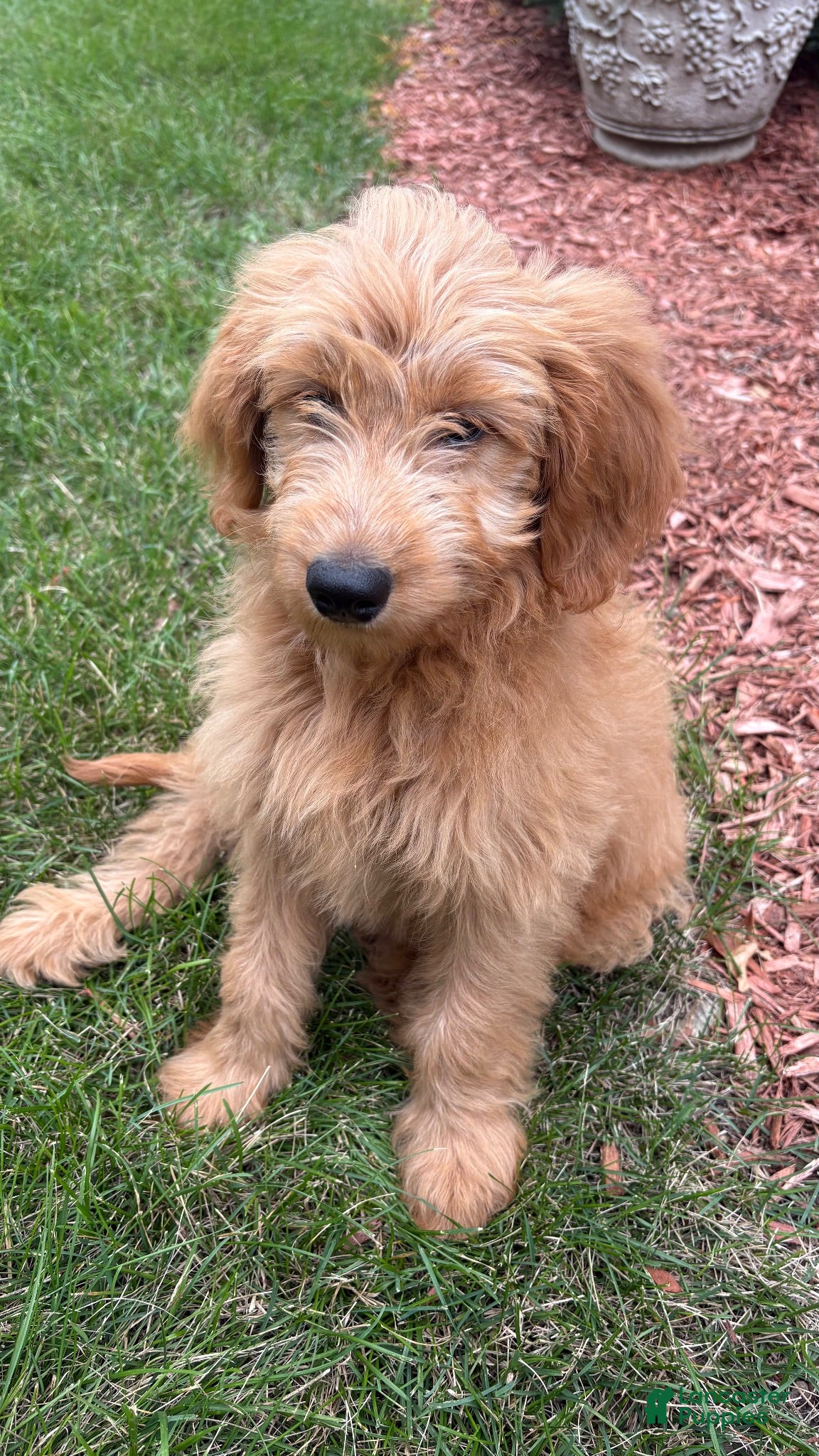 Mini Goldendoodle dogs Milo - Ad 8