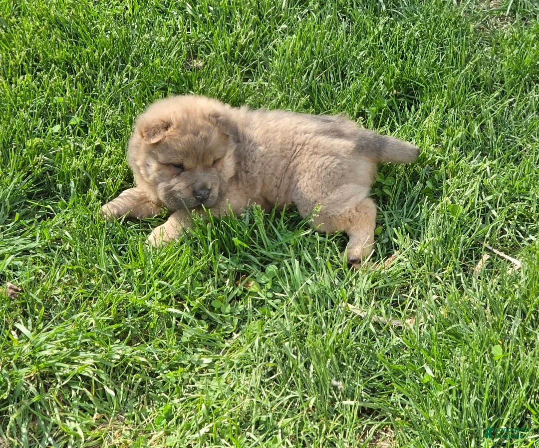 Shar Pei dogs for sale: Roman - Ad 4